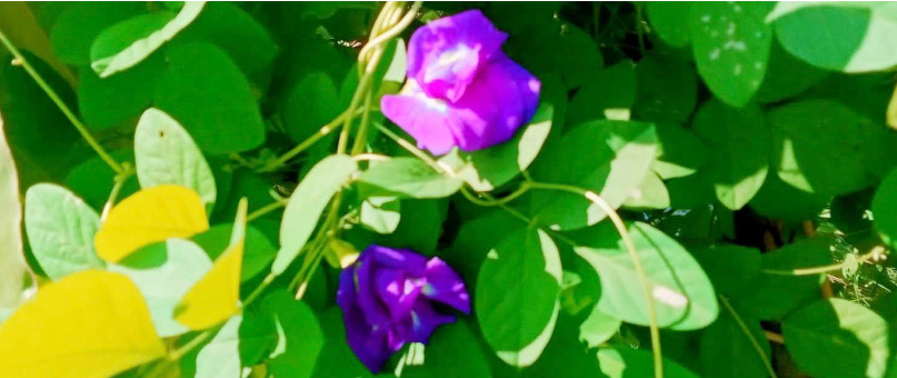 blume